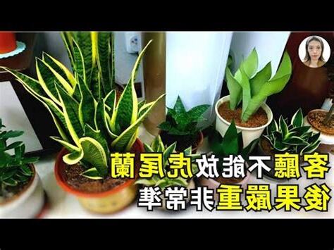 石筆虎尾蘭風水