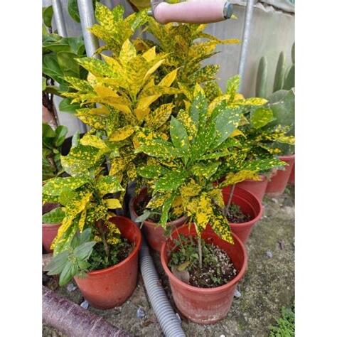 灑金變葉木風水