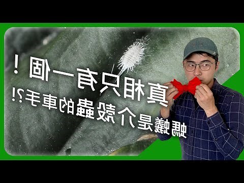 桂花介殼蟲