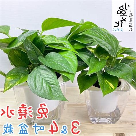 淨化廁所植物