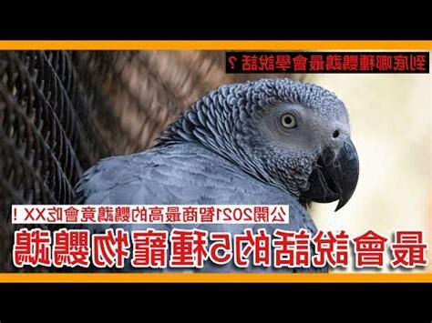 鸚鵡體型排行