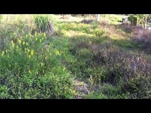 龍穴台灣龍脈圖