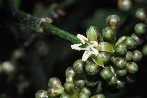 福祿桐為什麼會開花