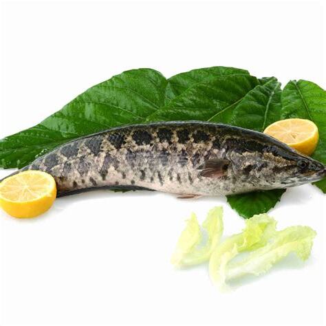 黑魚