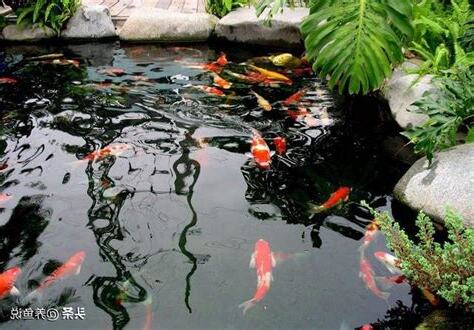 可以養的魚
