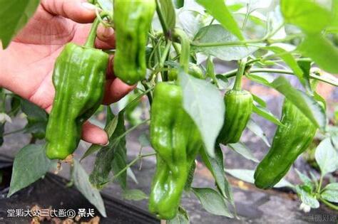 辣椒開花後