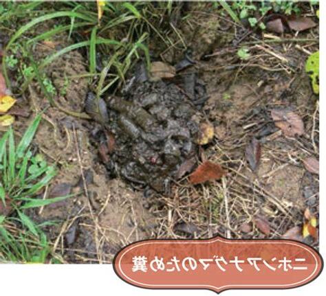 糞穴