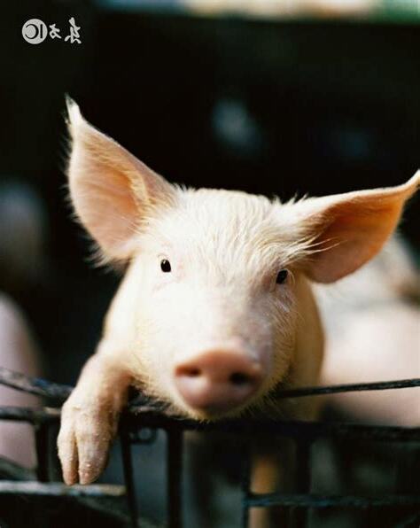 1971年屬豬人的後半生