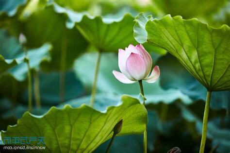 代表夏天的花