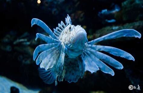 做生意養魚
