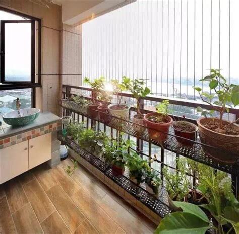 後陽台適合種什麼植物