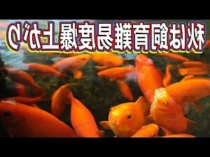 養金魚注意事項