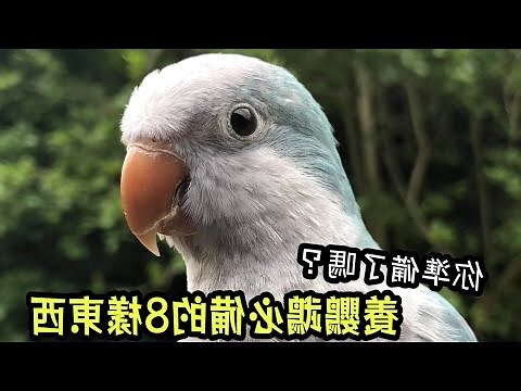 養鸚鵡