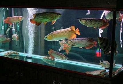 怎麼養魚