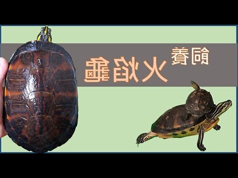 火龜