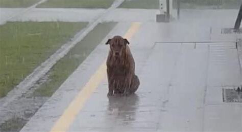 淋雨的狗