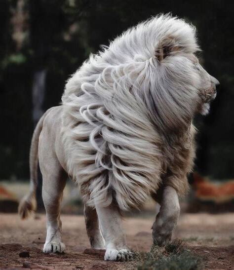 白獅子