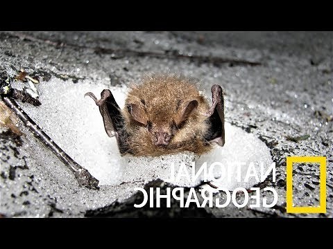 蝙蝠預兆
