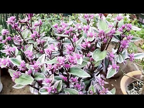 吊蘭開花