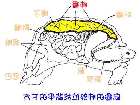 烏龜構造圖