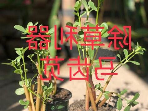 馬齒莧種類