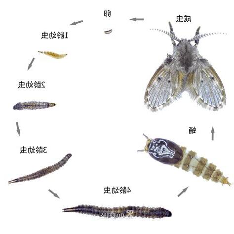 蛾的一生