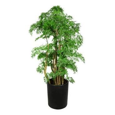 森樹種植