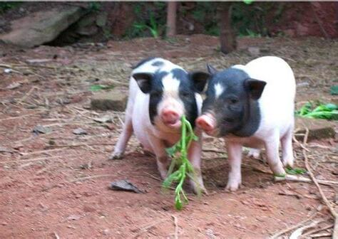 1971年屬豬人的後半生