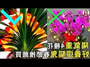 家裡適合放什麼花
