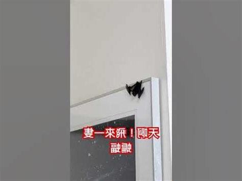 家裡飛進蝙蝠