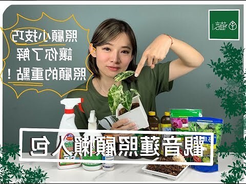 小仙女觀音蓮風水