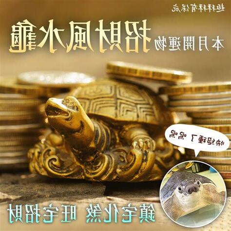 烏龜五行