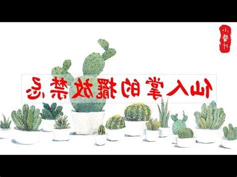 辦公室仙人掌風水
