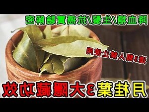 青錢柳葉功效