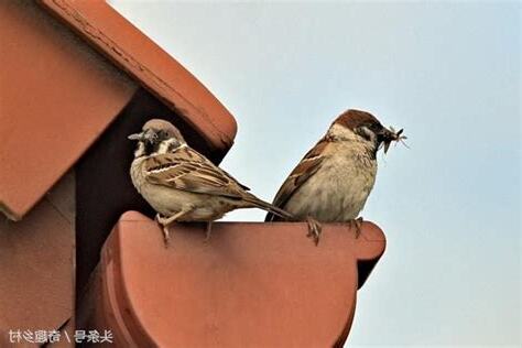 麻雀飛進家裡代表什麼