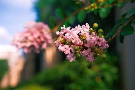 紫薇花風水