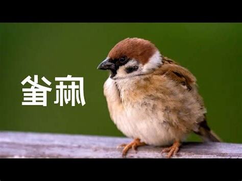 自來鳥麻雀