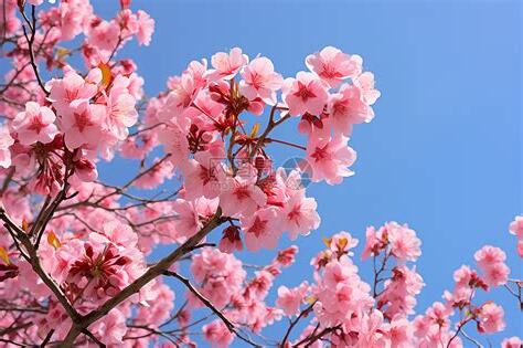 粉色的