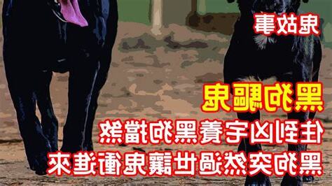 黑狗擋煞
