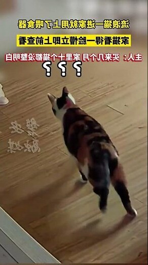 流浪貓進家裡