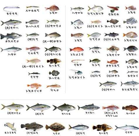 魚種類