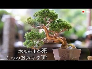 松柏柏樹種類