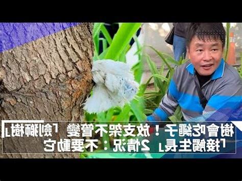 劍獅會放置在哪些地方