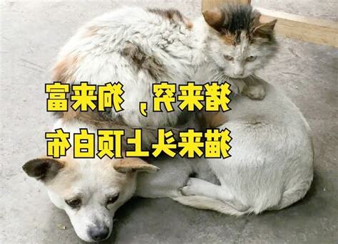 狗來富貓來窮