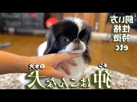 蜪犬