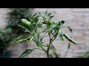 辣椒樹枯萎