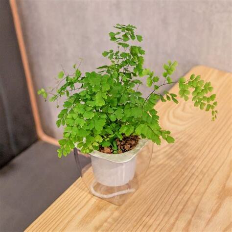 鐵線蕨室內