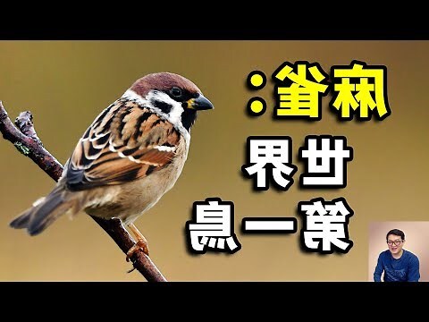麻雀聚集原因