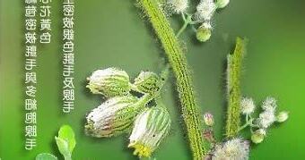 生毛將軍肺積水