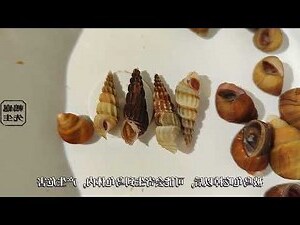 烏龜的血是什麼顏色